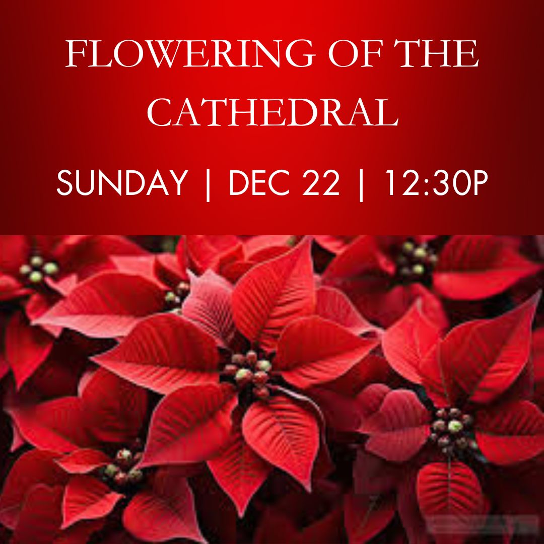 Poinsettia Flowering of Cathedral